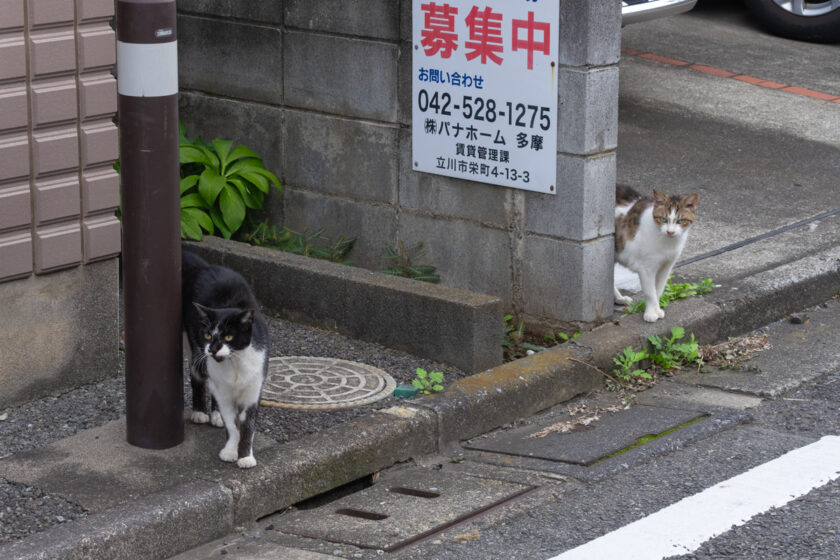 立川市の猫