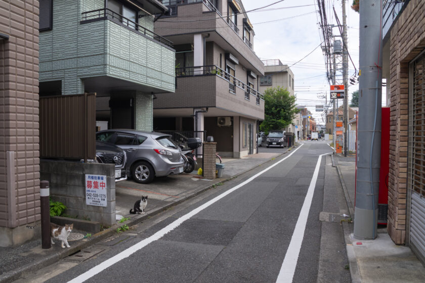 立川市の猫
