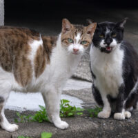 立川市の猫