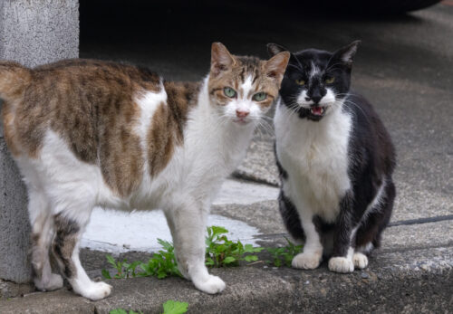 立川市の猫