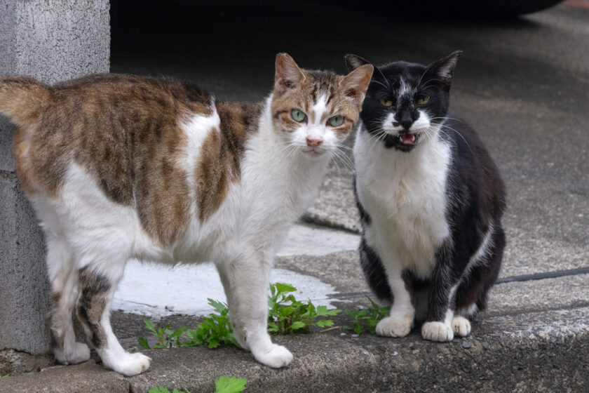 立川市の猫