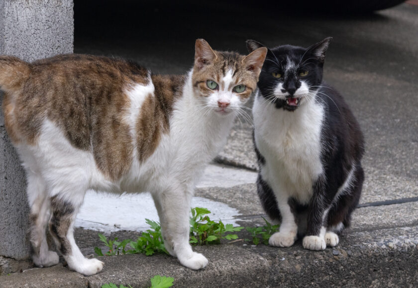 立川市の猫