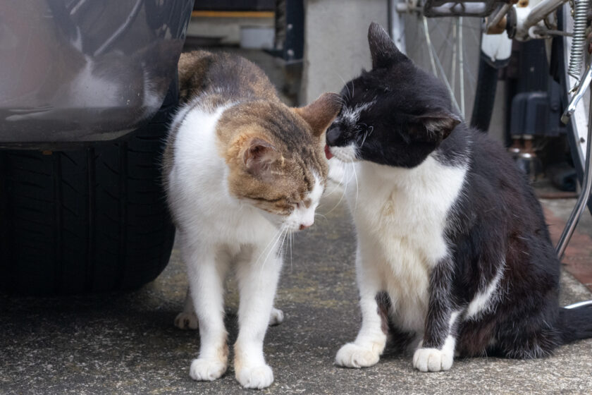 立川市の猫