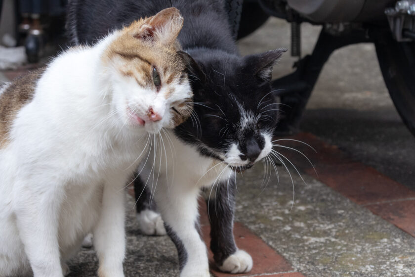 立川市の猫