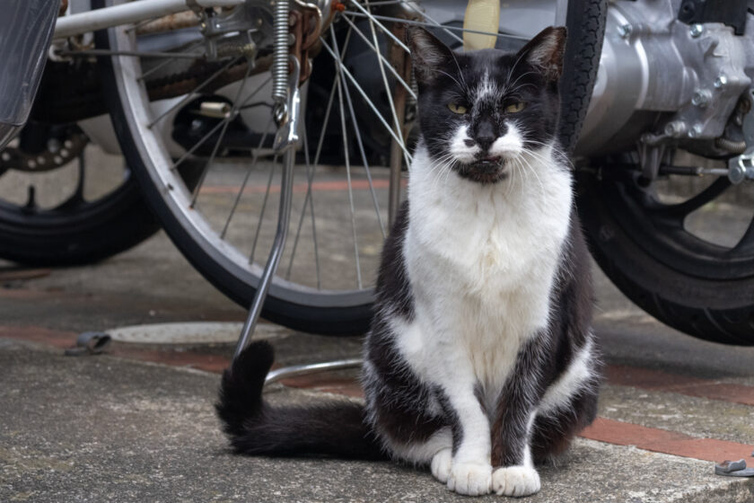 立川市の猫