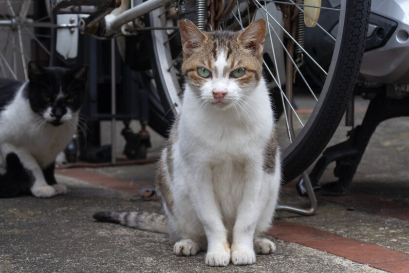 立川市の猫