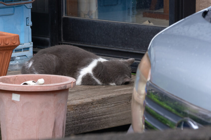 昭島市の猫