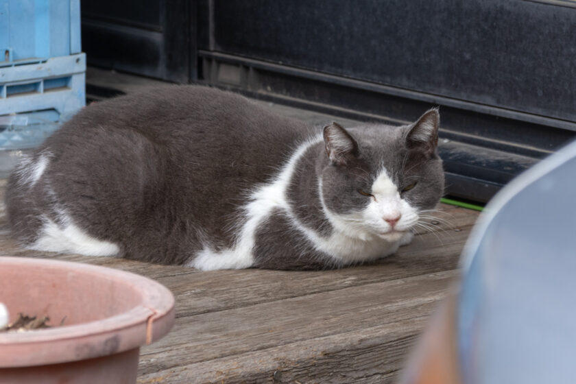 昭島市の猫