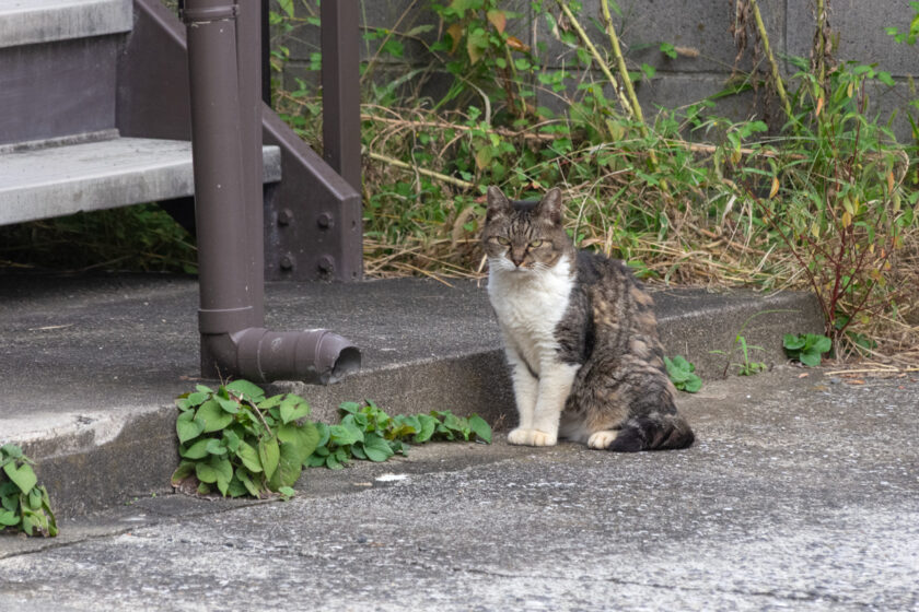 昭島市の猫