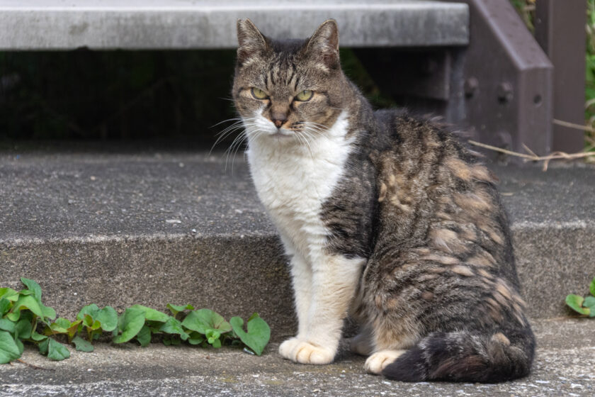 昭島市の猫