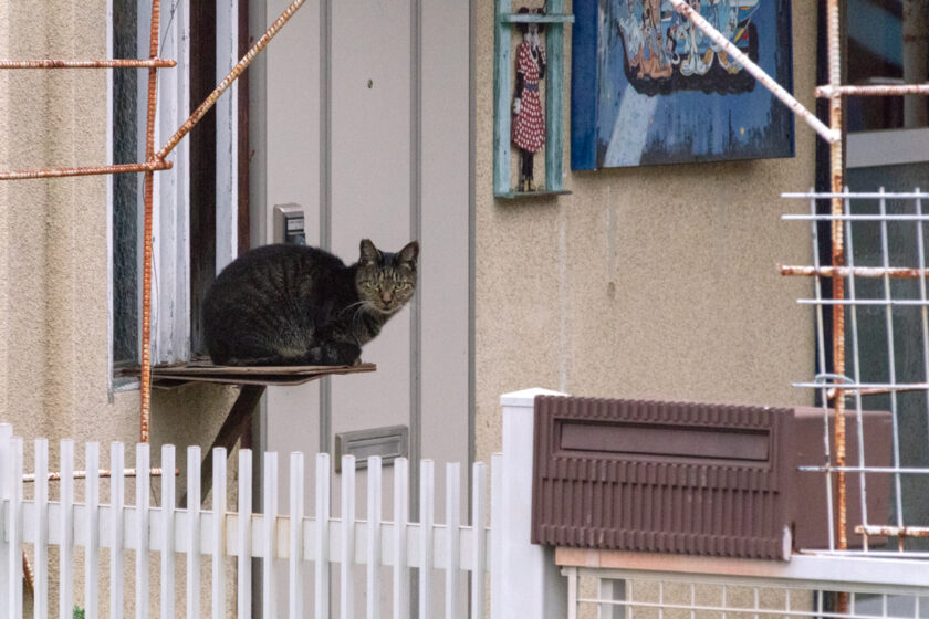 八王子市の猫