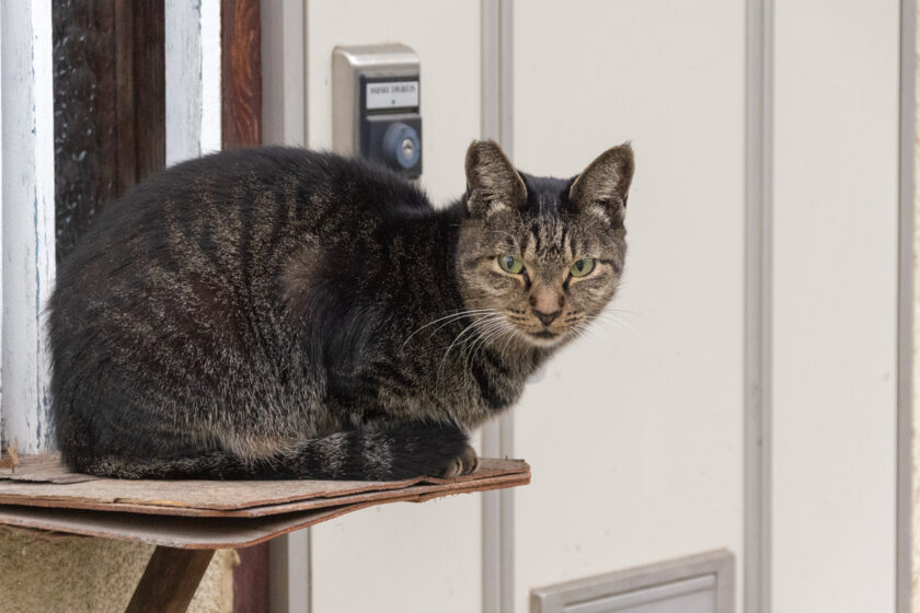 八王子市の猫