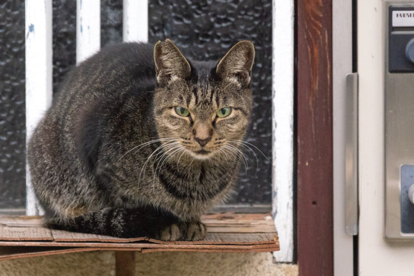 八王子市の猫