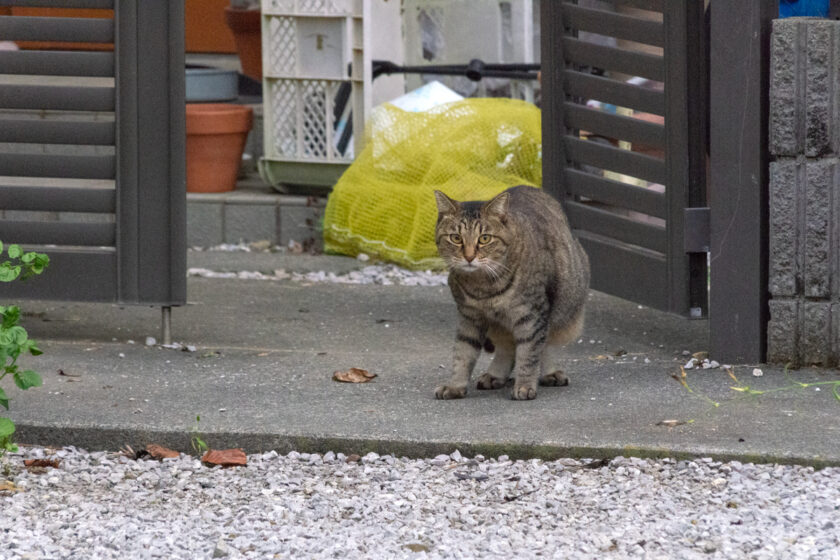 八王子市の猫