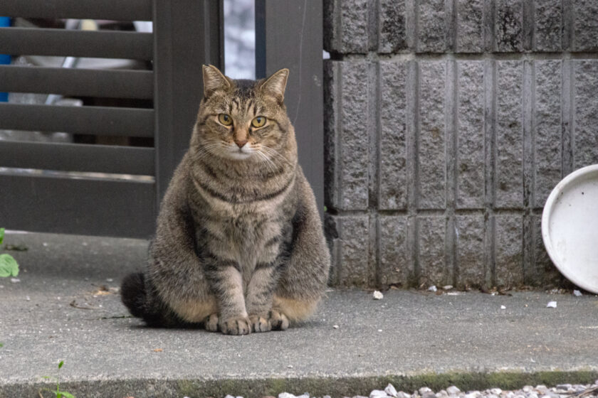 八王子市の猫