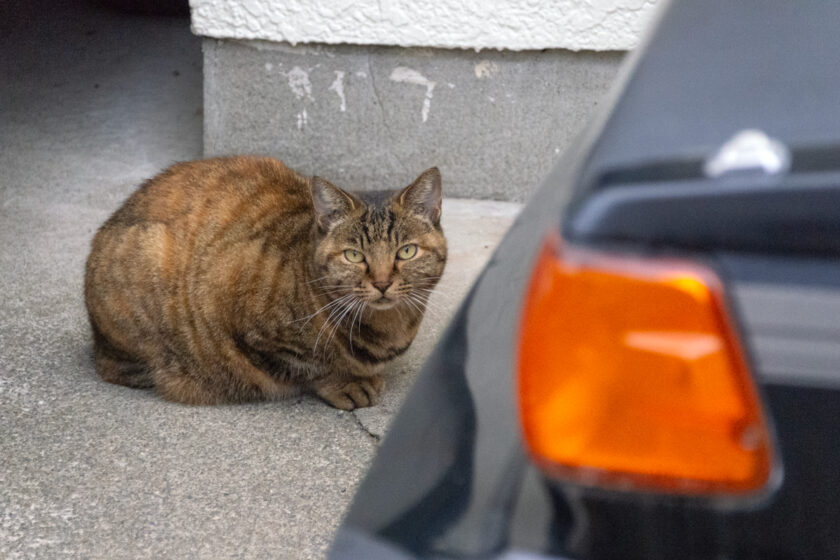 八王子市の猫