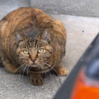 八王子市の猫