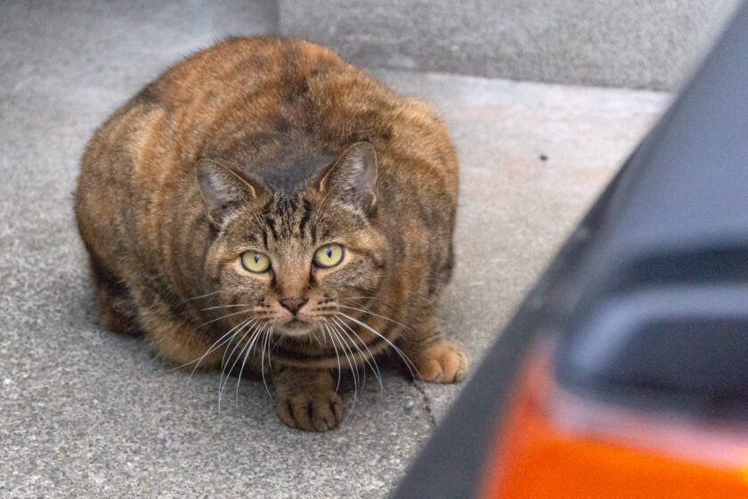 八王子市の猫