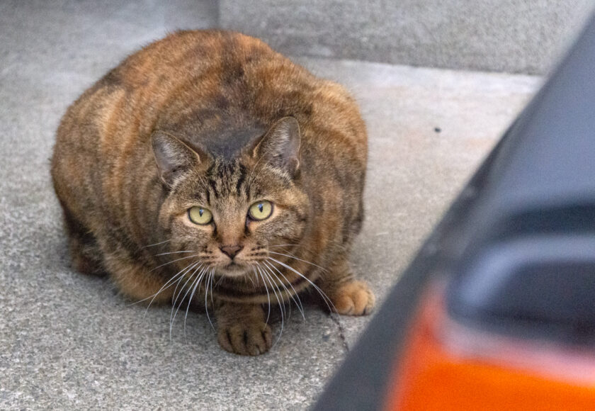 八王子市の猫