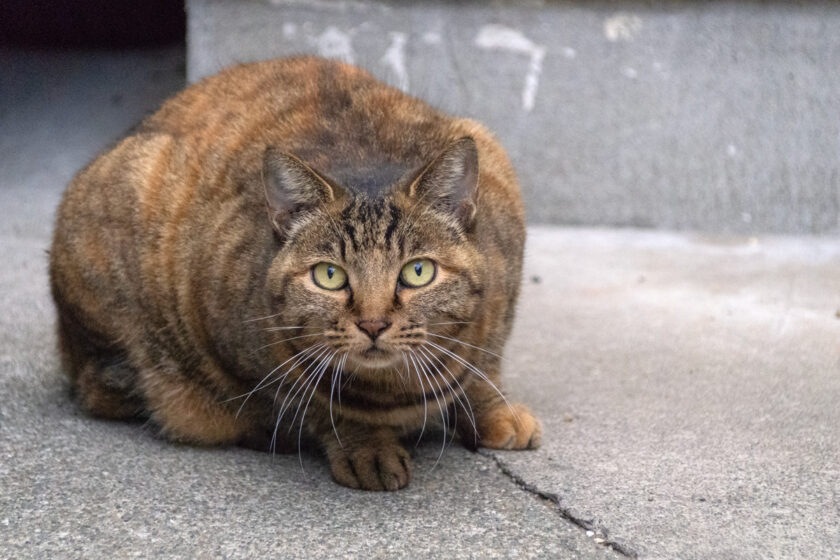 八王子市の猫